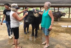Luang Prabang City,  Buffalo Dairy Farm, Kuangsi falls - Private Tour